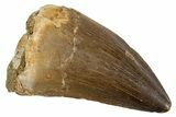 Fossil Mosasaur (Thalassotitan) Tooth - Morocco #345112-1